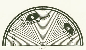 artifacts/comp_views/pansy_pattern.jpg not found